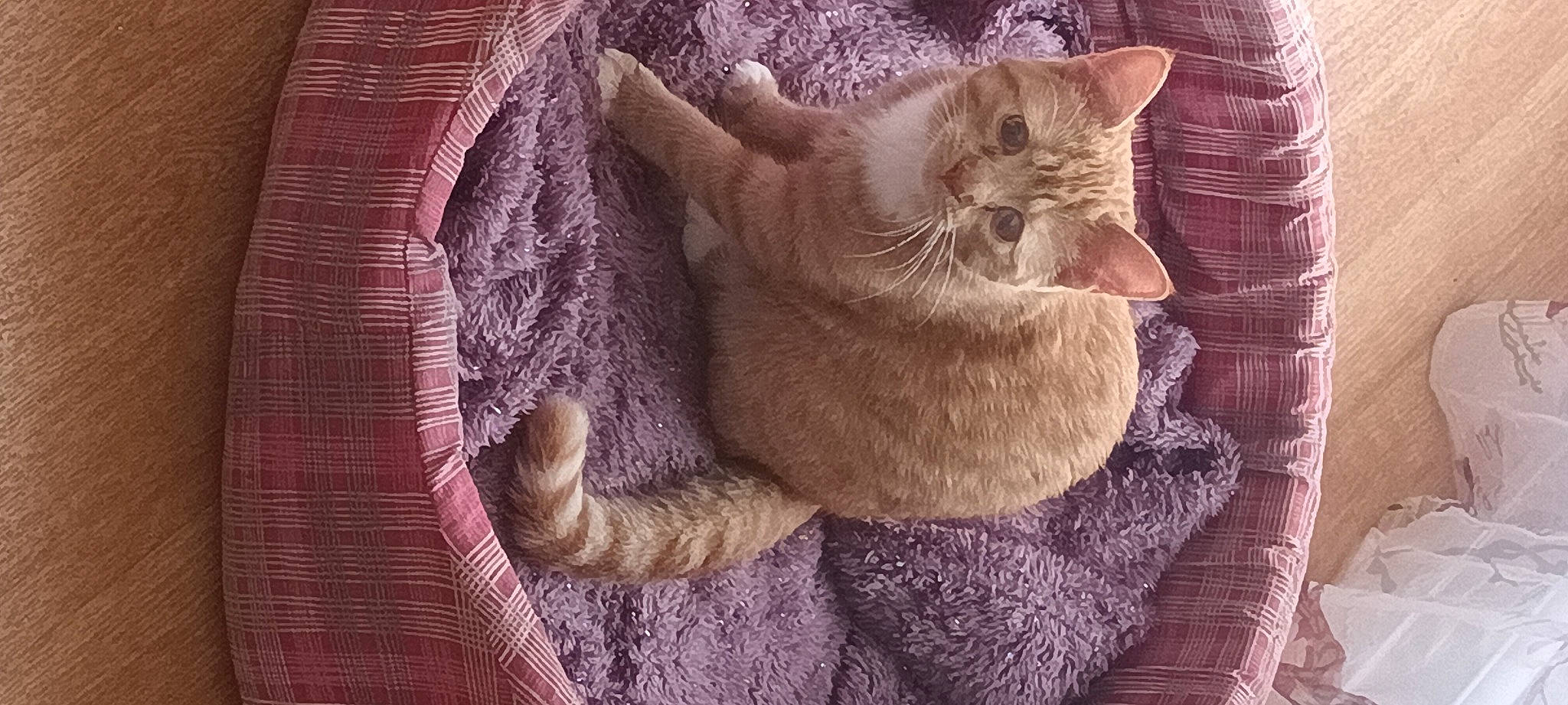 Tess a rejoint le concours — aidez-le/la à gagner de superbes lots ! carnivore, cat, cat_supply, claw, comfort, domestic_short_haired_cat, fawn, felidae, fur, grey, linens, magenta, pattern, paw, small_to_medium_sized_cats, snout, tail, whiskers, wood, wool