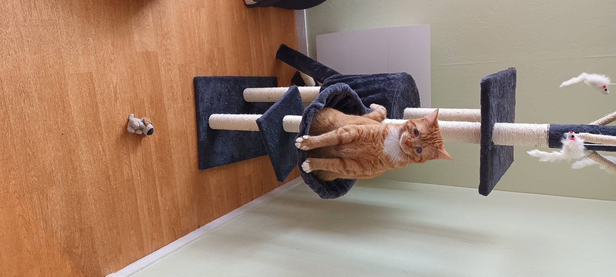 Tess a rejoint le concours — aidez-le/la à gagner de superbes lots ! cat, comfort, couch, door, door_handle, felidae, flooring, gesture, hardwood, latch, musical_instrument, plywood, room, shotgun, small_to_medium_sized_cats, tail, trigger, varnish, wood, wood_stain