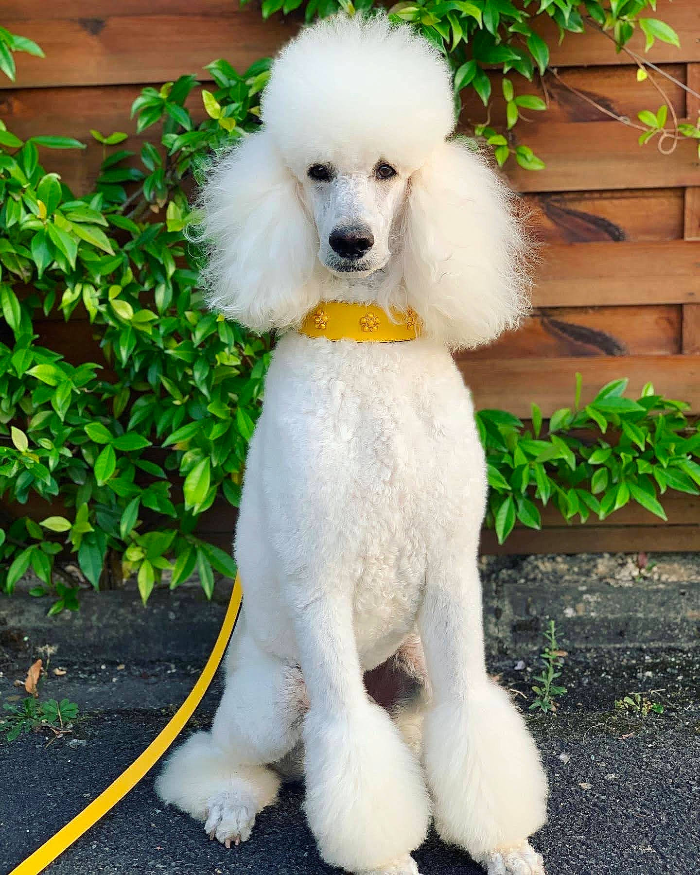 Roméo a rejoint le concours — aidez-le/la à gagner de superbes lots ! canidae, carnivore, companion_dog, dog, dog_breed, dog_collar, dog_supply, fawn, fur, grass, pet_supply, plant, poodle, sitting, snout, sporting_group, tail, toy_dog, water_dog, working_animal