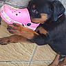 Baïka a rejoint le concours — aidez-le/la à gagner de superbes lots ! puppy, rottweiler, dog, shoe, pink_croc, floor_tile, playful, pet, canine, curious, animal, cute, paw, black_fur, brown_fur, indoor, concrete_wall, lying_down, chewing, close_up
