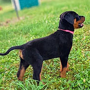 Baïka participe au concours pour gagner de l'argent avec cette photo : puppy, rottweiler, dog, grass, outdoor, greenery, collar, animal, tongue, standing, pet, nature, young_dog, canine, fur, black, brown, alert, field, playful