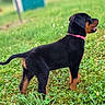 puppy, rottweiler, dog, grass, outdoor, greenery, collar, animal, tongue, standing, pet, nature, young_dog, canine, fur, black, brown, alert, field, playful