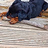 Baïka a rejoint le concours — aidez-le/la à gagner de superbes lots ! puppy, dog, black, brown, chewing, stick, wooden_deck, outdoor, pet, animal, young_dog, playful, curious, fur, ears, paws, close_up, laying_down, natural_light, texture