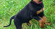 Baïka a rejoint le concours — aidez-le/la à gagner de superbes lots ! puppy, rottweiler, dog, grass, outdoor, pet, animal, young, collar, cute, black, brown, fur, small, nature, green, playful, ears, tail, adorable