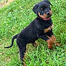 puppy, rottweiler, dog, grass, outdoor, pet, animal, young, collar, cute, black, brown, fur, small, nature, green, playful, ears, tail, adorable