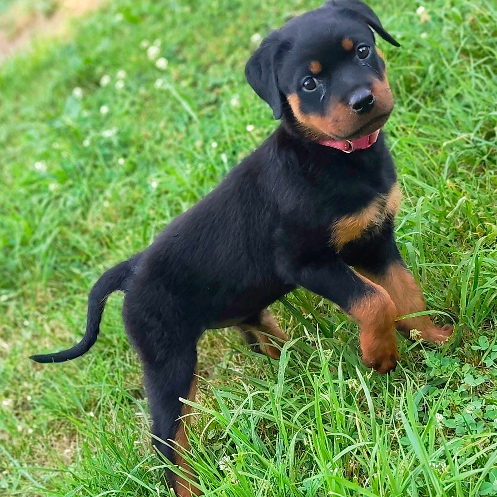 Baïka a rejoint le concours — aidez-le/la à gagner de superbes lots ! puppy, rottweiler, dog, grass, outdoor, pet, animal, young, collar, cute, black, brown, fur, small, nature, green, playful, ears, tail, adorable
