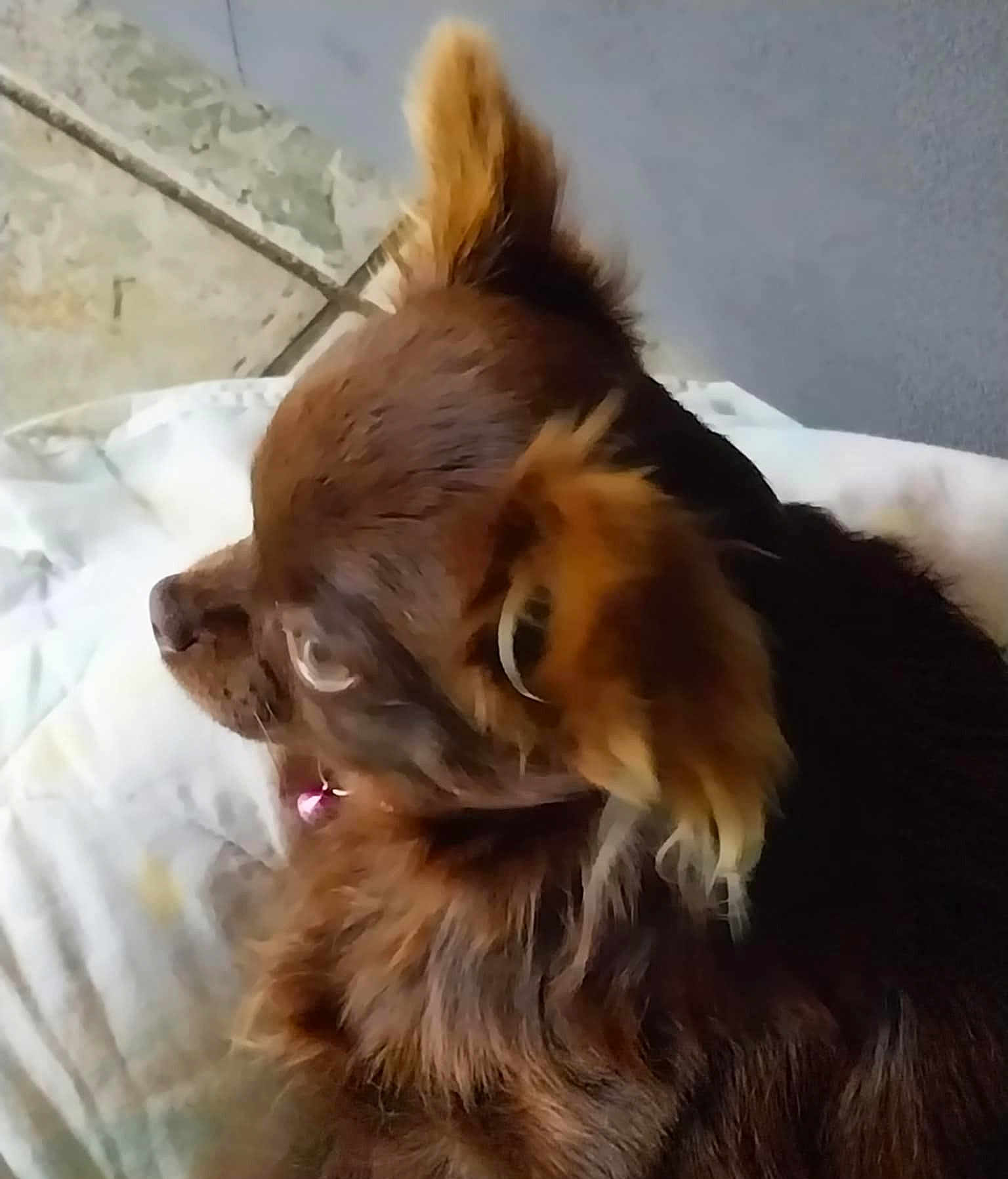 Daisy a rejoint le concours — aidez-le/la à gagner de superbes lots ! dog, brown_dog, fluffy, pet, collar, indoor, cushion, floor, tile, resting, side_view, animal, fur, ears, snout, cute, companion, household, relaxed, domestic