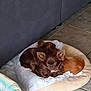 Daisy a rejoint le concours — aidez-le/la à gagner de superbes lots ! dog, small_dog, chihuahua, brown_dog, pet_bed, blanket, indoor, tile_floor, couch, cozy, snuggling, resting, cute, animal, companion, domestic, fur, ears, face, two_dogs