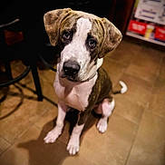 Cosmo is registered to the contest to win money with this photo: dog, puppy, brown, white, indoor, floor, tile, pet, looking_up, shadow, ears, sitting, young_dog, canine, animal, companion, cute, fur, alert, domestic