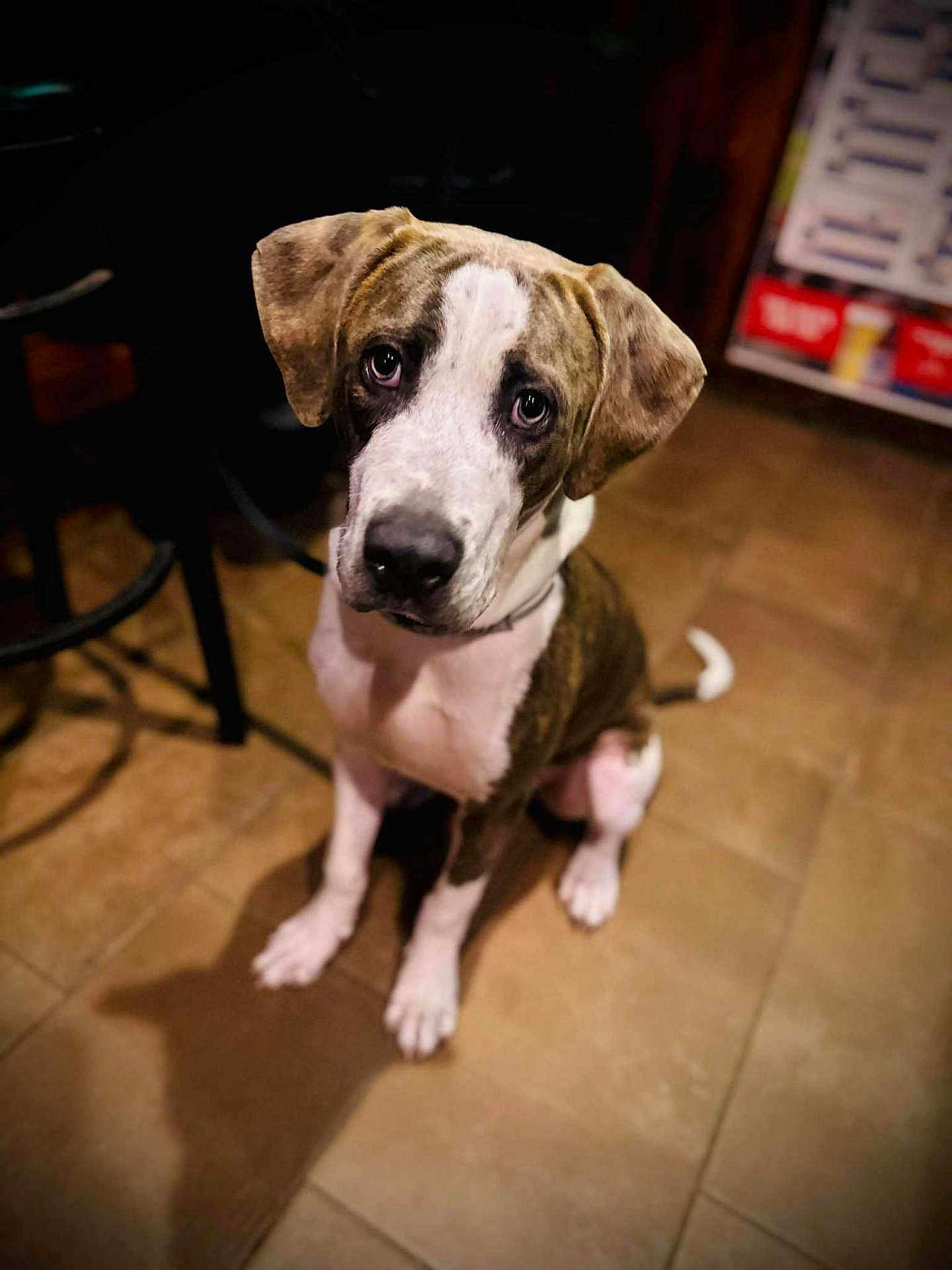 Cosmo