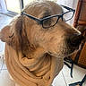 Hélios participe au concours pour gagner de l'argent avec cette photo : dog, golden_retriever, glasses, blanket, indoors, tile_floor, window, natural_light, pet, canine, mammal, fur, face, ears, snout, cozy, domestic_animal, looking_away, side_view, quiet