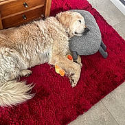 Hélios participe au concours pour gagner de l'argent avec cette photo : dog, golden_retriever, sleeping, red_rug, gray_pillow, plush_toy, indoor, wooden_cabinet, tile_floor, resting, pet, cozy, fur, animal, home, relaxing, cute, companion, domestic, peaceful
