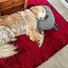 dog, golden_retriever, sleeping, red_rug, gray_pillow, plush_toy, indoor, wooden_cabinet, tile_floor, resting, pet, cozy, fur, animal, home, relaxing, cute, companion, domestic, peaceful