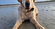 Hélios a rejoint le concours — aidez-le/la à gagner de superbes lots ! dog, golden_retriever, beach, sand, wet_sand, cloudy_sky, outdoor, animal, pet, lying_down, canine, nature, relaxed, friendly, dunes, coast, water, muzzle, fur, collar
