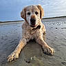 dog, golden_retriever, beach, sand, wet_sand, cloudy_sky, outdoor, animal, pet, lying_down, canine, nature, relaxed, friendly, dunes, coast, water, muzzle, fur, collar