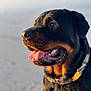 alert, animal, black_coat, blurred_background, canine, close_up, collar, dog, ears, fur, happy, muzzle, nature, outdoor, pet, portrait, rottweiler, sunlight, tan_markings, tongue_out