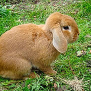 Garfield participe au concours pour gagner de l'argent avec cette photo :