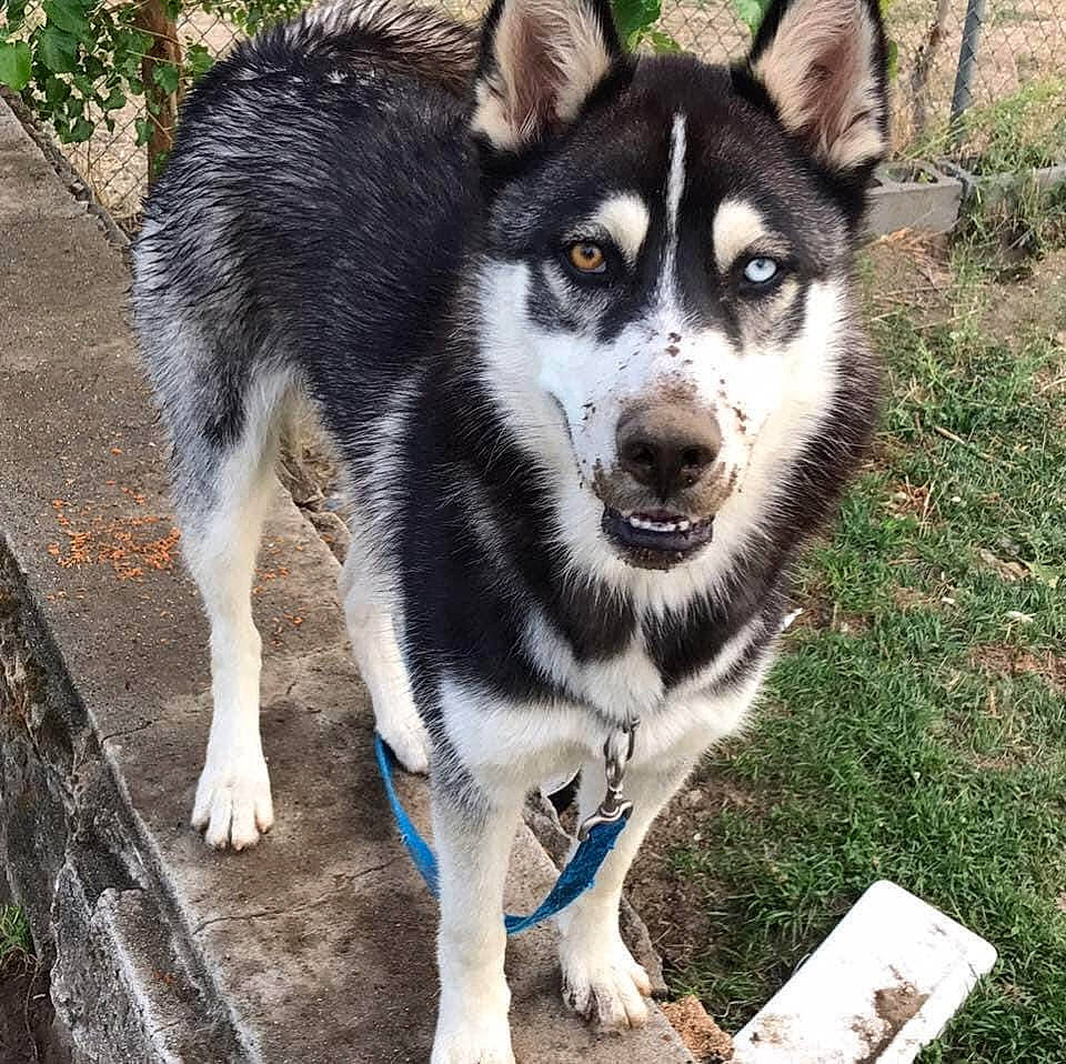 Blue is registered to the contest to win money with this photo: alaskan_malamute, canadian_eskimo_dog, canidae, carnivore, dog, dog_breed, east_siberian_laika, jamthund, lapponian_herder, mammal, native_american_indian_dog, northern_inuit_dog, saarloos_wolfdog, sakhalin_husky, seppala_siberian_sleddog, siberian_husky, sled_dog, tamaskan_dog, vertebrate, wolfdog