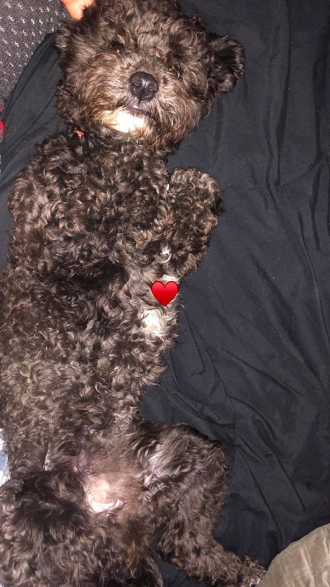 Chispita joined the competition — help win amazing prizes! barbet, bolonka, bouvier_des_flandres, canidae, carnivore, cavapoo, cockapoo, dog, dog_breed, labradoodle, lagotto_romagnolo, mammal, miniature_poodle, poodle_crossbreed, portuguese_water_dog, schnoodle, spanish_water_dog, sporting_group, terrier, toy_poodle