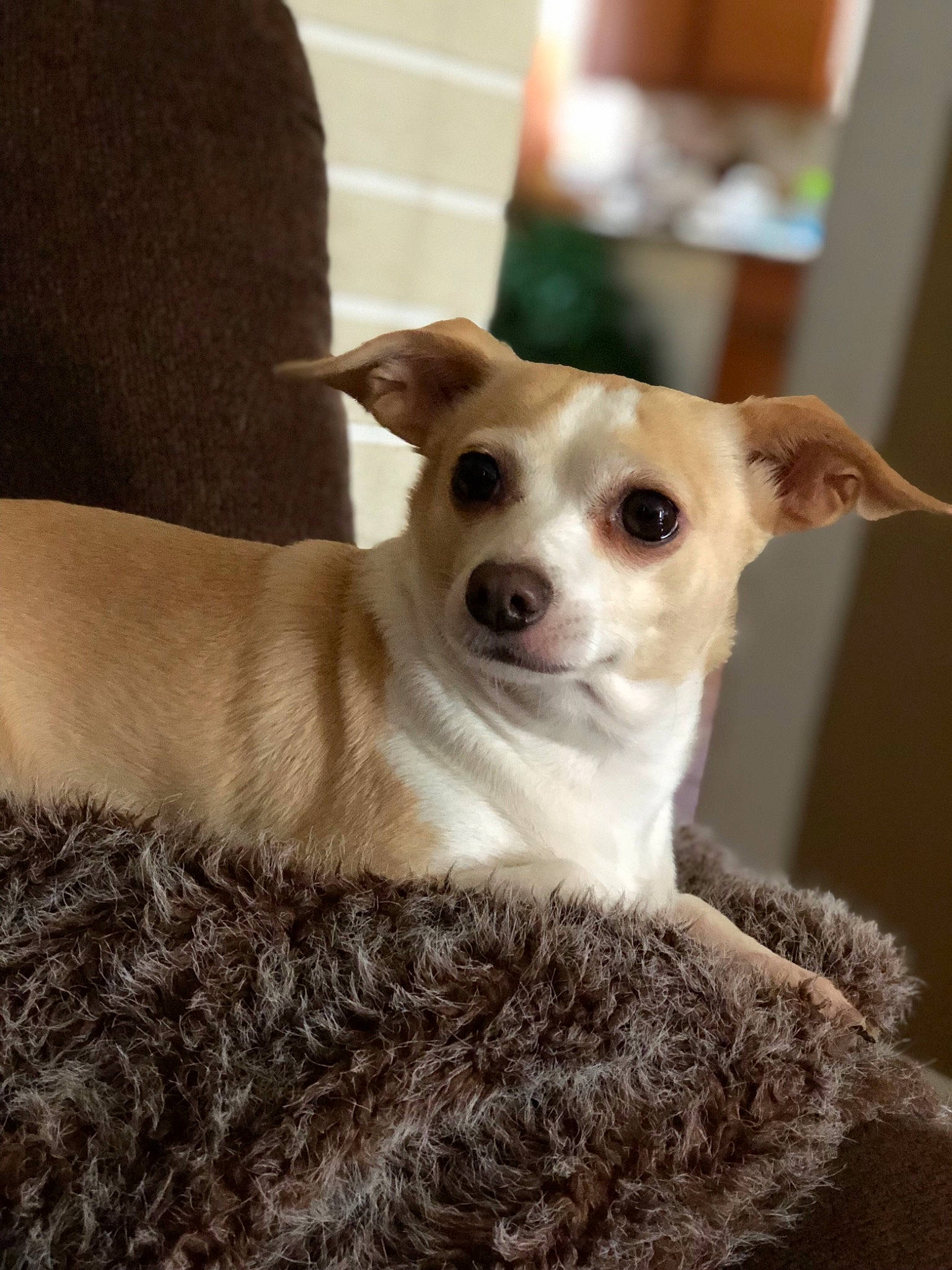 Cookie joined the competition — help win amazing prizes! canidae, carnivore, chihuahua, companion_dog, corgi_chihuahua, dog, dog_breed, ear, fawn, feist, mammal, puppy, rare_breed_dog, snout, sporting_group, vertebrate, whiskers