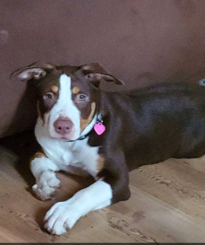 Mia joined the competition — help win amazing prizes! bored, canidae, carnivore, collar, companion_dog, dog, dog_breed, dog_collar, ear, eye, fawn, fur, liver, pet_supply, snout, sporting_group, terrestrial_animal, whiskers, working_animal, working_dog