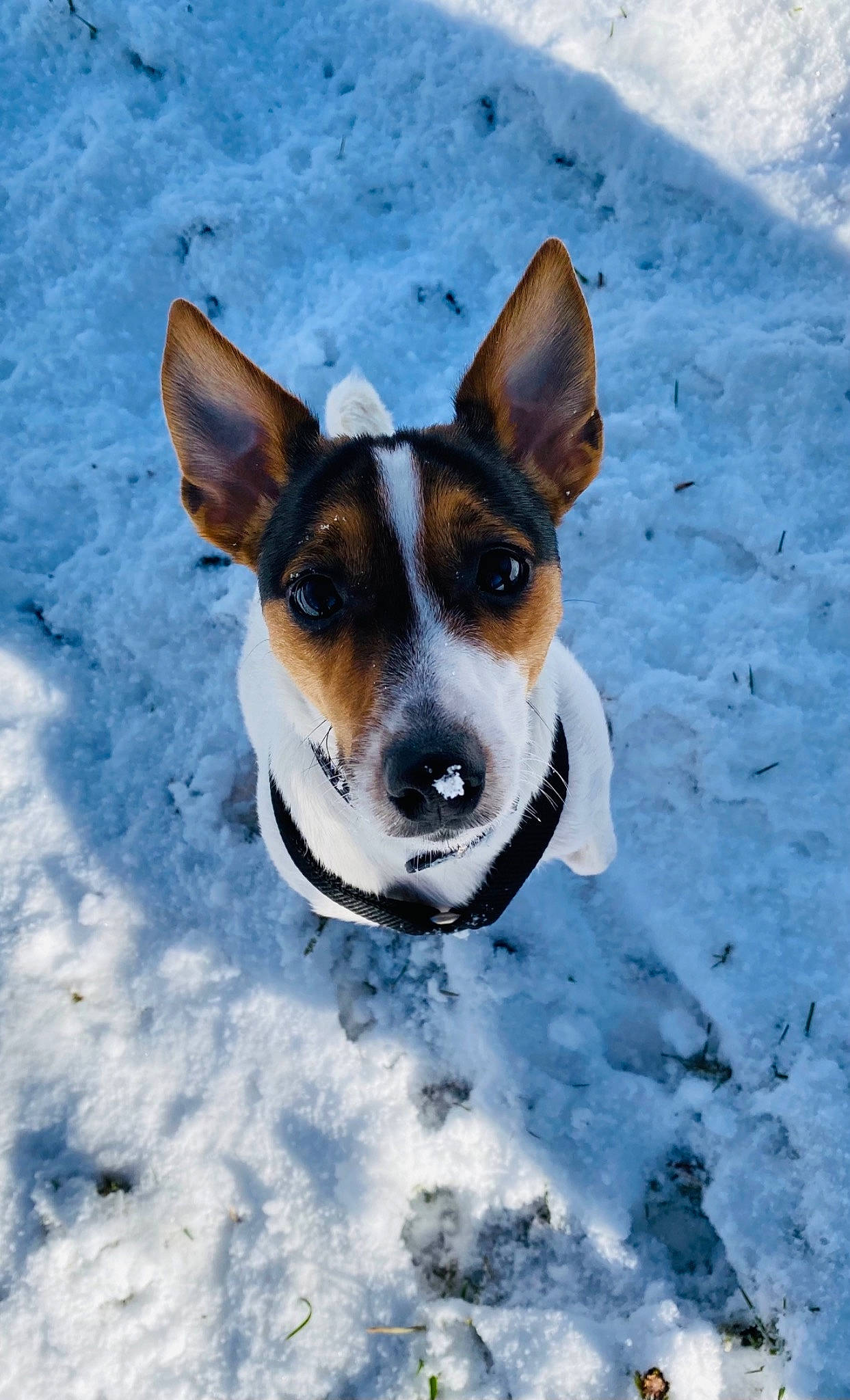 Rocky