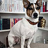 Rocky a rejoint le concours — aidez-le/la à gagner de superbes lots ! dog, jack_russell_terrier, pet, sitting, portrait, indoors, bookshelf, books, library, tabletop, collar, brown_and_white, ears, black_nose, alert, looking_at_camera, home, furniture, ornament, photography