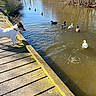 Rocky a rejoint le concours — aidez-le/la à gagner de superbes lots ! dog, ducks, pond, footbridge, wooden_bridge, outdoor, park, nature, water, wildlife, animals, sunlight, winter, trees, reflection, ripples, shoreline, walking_path, white_dog, birdwatching