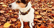 Rocky participe au concours pour gagner de l'argent avec cette photo : dog, autumn, leaves, outdoor, park, portrait, pet, collar, brown_and_white, sitting, alert, ears, snout, fur, nature, fall, woodland, path, steps, colorful