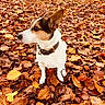 dog, autumn, leaves, outdoor, park, portrait, pet, collar, brown_and_white, sitting, alert, ears, snout, fur, nature, fall, woodland, path, steps, colorful