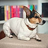 dog, terrier, jack_russell, pet, animal, indoors, portrait, lying_down, couch, cushion, collar, brown_and_white, black_and_white, pointed_ears, short_hair, alert, relaxed, bookshelf, books, home