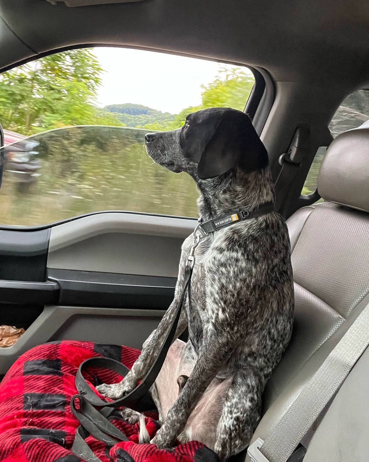 Ryder is registered to the contest to win money with this photo: auto_part, automotive_design, automotive_exterior, car, car_seat, car_seat_cover, carnivore, dog, dog_breed, fawn, gun_dog, mammal, mode_of_transport, motor_vehicle, plant, sky, tree, vehicle, vehicle_door, vertebrate