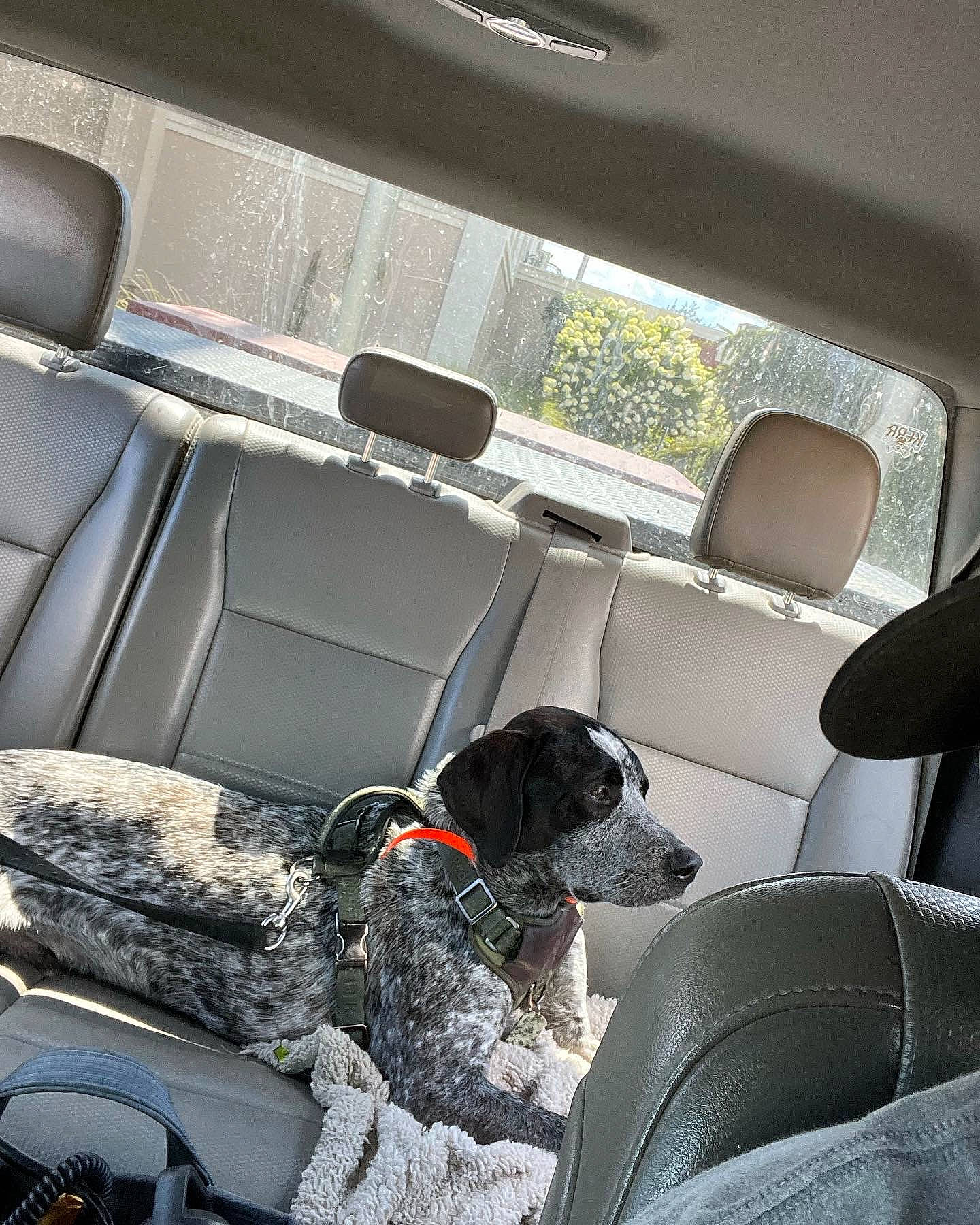 Ryder is registered to the contest to win money with this photo: auto_part, automotive_design, automotive_exterior, car, car_seat, car_seat_cover, carnivore, companion_dog, dog, dog_breed, family_car, head_restraint, luxury_vehicle, motor_vehicle, personal_luxury_car, tints_and_shades, vehicle, vehicle_door, white, window