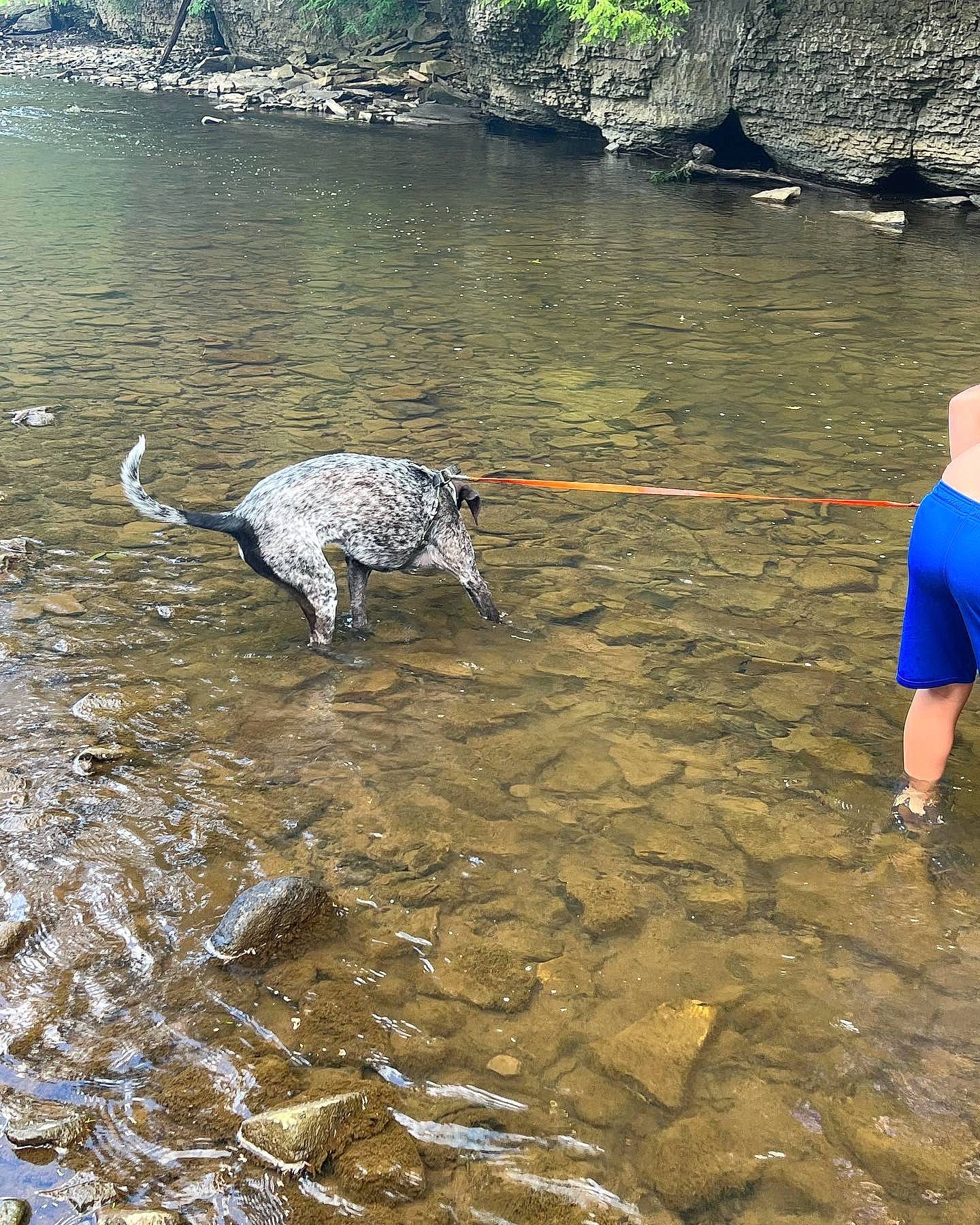 Ryder is registered to the contest to win money with this photo: beach, canidae, carnivore, dog, dog_breed, fun, hat, lake, ocean, recreation, rock, soil, sporting_group, t_shirt, tail, terrestrial_animal, water, wave, wildlife, working_animal
