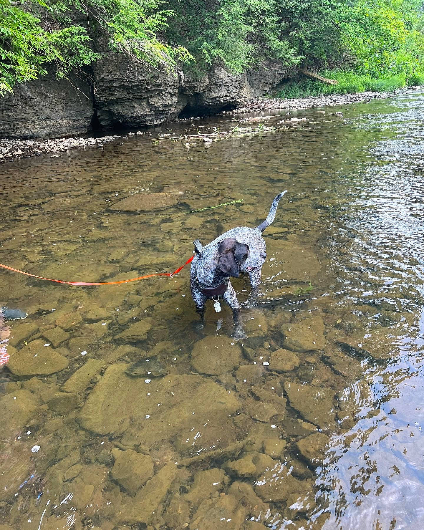 Ryder joined the competition — help win amazing prizes! bank, creek, fluvial_landforms_of_streams, forest, grass, lake, leisure, natural_landscape, plant, recreation, riparian_zone, soil, spring, stream, tree, water, water_resources, watercourse, wetland, working_animal