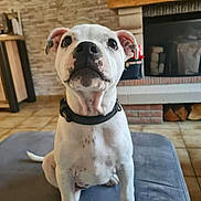 Aria a rejoint le concours — aidez-le/la à gagner de superbes lots ! dog, puppy, pet, collar, indoor, fireplace, brick_wall, tile_floor, ottoman, white_coat, spotted, nose, ears, eyes, looking_up, portrait, close_up, living_room, cute, curious