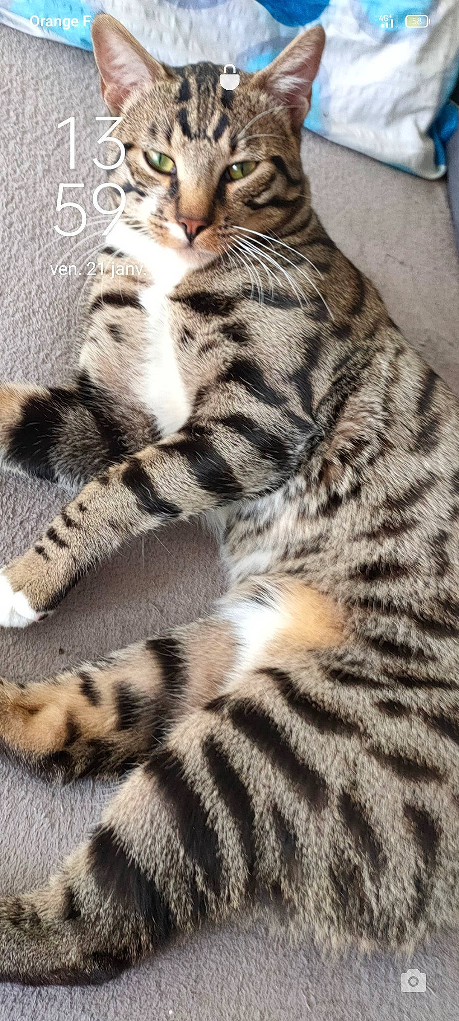 Simba participe au concours pour gagner de l'argent avec cette photo : carnivore, cat, claw, clock, comfort, domestic_short_haired_cat, fawn, felidae, foot, fur, nap, pattern, paw, sleep, small_to_medium_sized_cats, snout, tail, terrestrial_animal, whiskers, wildlife