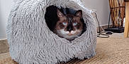 Fidji a rejoint le concours — aidez-le/la à gagner de superbes lots ! cat, blue_eyes, pet, furry, cat_cave, indoor, home, cozy, animal, floor, rug, furniture, ears, whiskers, cute, resting, looking, soft, mammal, domestic