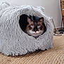 cat, blue_eyes, pet, furry, cat_cave, indoor, home, cozy, animal, floor, rug, furniture, ears, whiskers, cute, resting, looking, soft, mammal, domestic