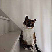 Fidji participe au concours pour gagner de l'argent avec cette photo : cat, siamese_cat, pet, animal, stairs, white_wall, indoor, feline, blue_eyes, curious, sitting, portrait, minimalistic, domestic_cat, whiskers, paw, tail, cute, fur, house