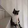 cat, siamese_cat, pet, animal, stairs, white_wall, indoor, feline, blue_eyes, curious, sitting, portrait, minimalistic, domestic_cat, whiskers, paw, tail, cute, fur, house