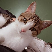 Molly participe au concours pour gagner de l'argent avec cette photo : cat, kitten, close_up, pet, fur, whiskers, pink_nose, tabby, white_fur, cute, animal, indoor, relaxed, lying_down, face, ears, eyes, soft_lighting, background, cozy