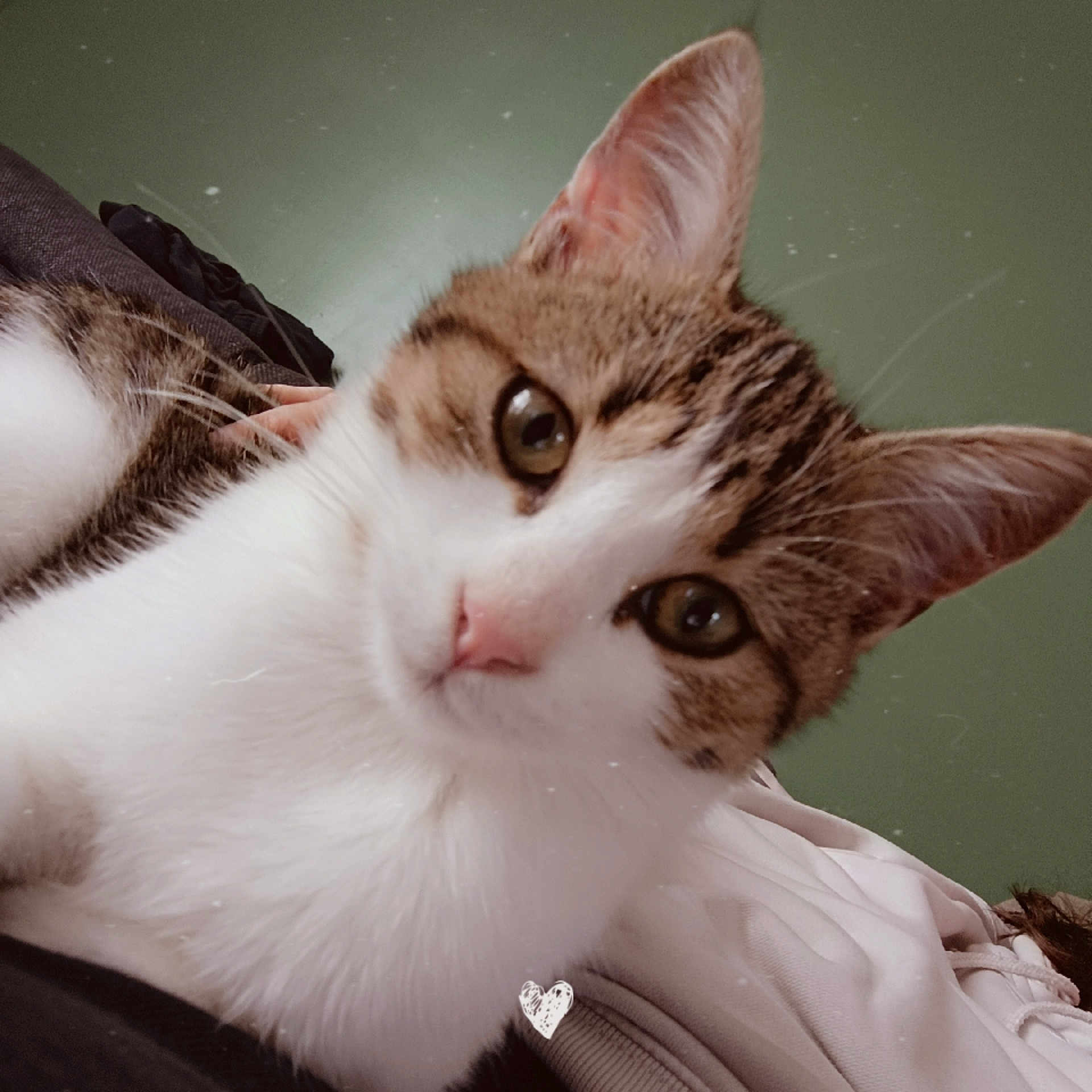 Molly participe au concours pour gagner de l'argent avec cette photo : cat, kitten, close_up, pet, fur, whiskers, pink_nose, tabby, white_fur, cute, animal, indoor, relaxed, lying_down, face, ears, eyes, soft_lighting, background, cozy