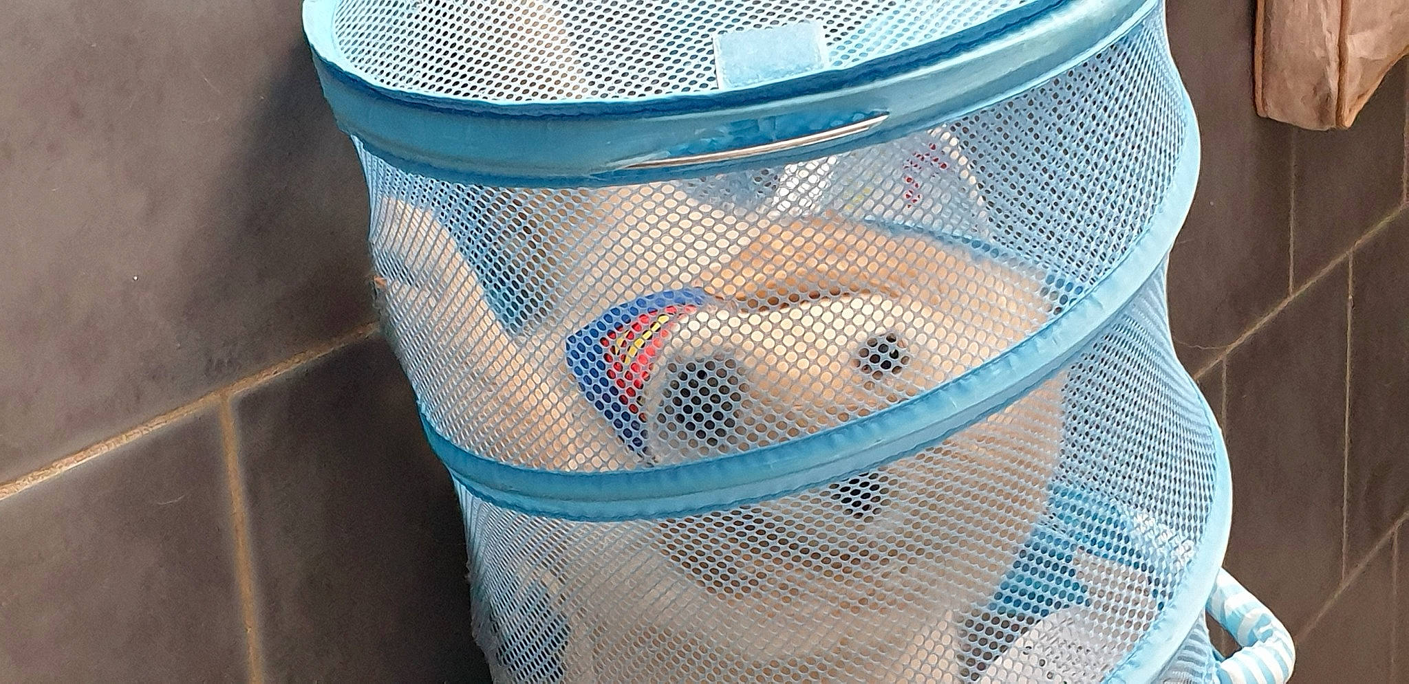 Charly participe au concours pour gagner de l'argent avec cette photo : auto_part, automotive_lighting, azure, baby_products, basket, child, design, drinkware, electric_blue, glass, hat, mesh, metal, net, pattern, plastic, smile, transparent_material, vertebrate, wire