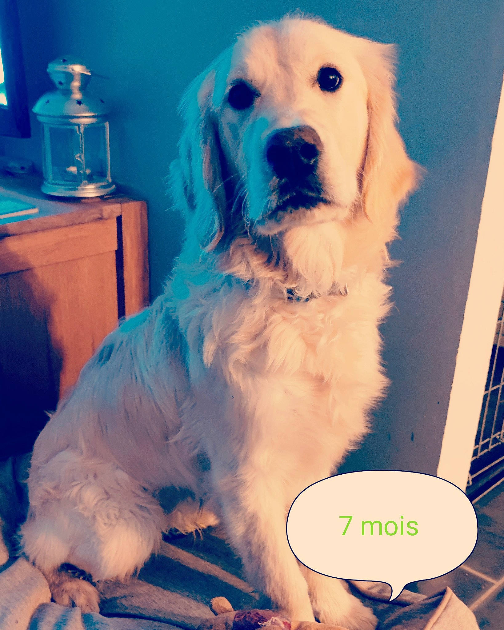 Charly a rejoint le concours — aidez-le/la à gagner de superbes lots ! balloon, blue, cabinetry, canidae, carnivore, chair, companion_dog, dog, dog_breed, dog_collar, dog_supply, fur, happy, puppy_love, small_terrier, snout, sporting_group, toy_dog, whiskers, working_animal