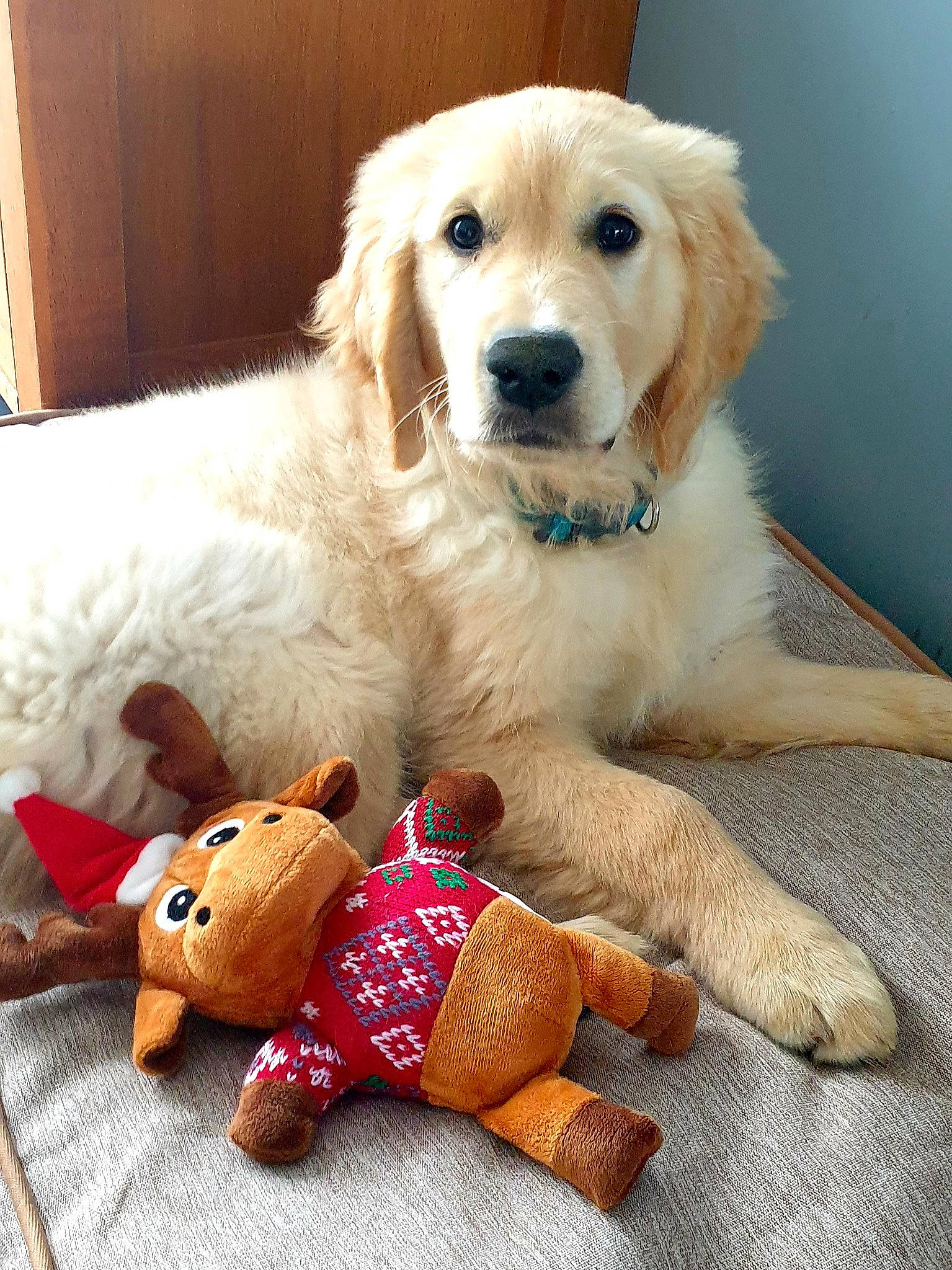 Charly a rejoint le concours — aidez-le/la à gagner de superbes lots ! ancient_dog_breeds, canidae, carnivore, chair, comfort, companion_dog, dog, dog_breed, dog_supply, dog_toy, fawn, fur, paw, pet_supply, snout, sporting_group, teddy_bear, toy, tree, working_animal