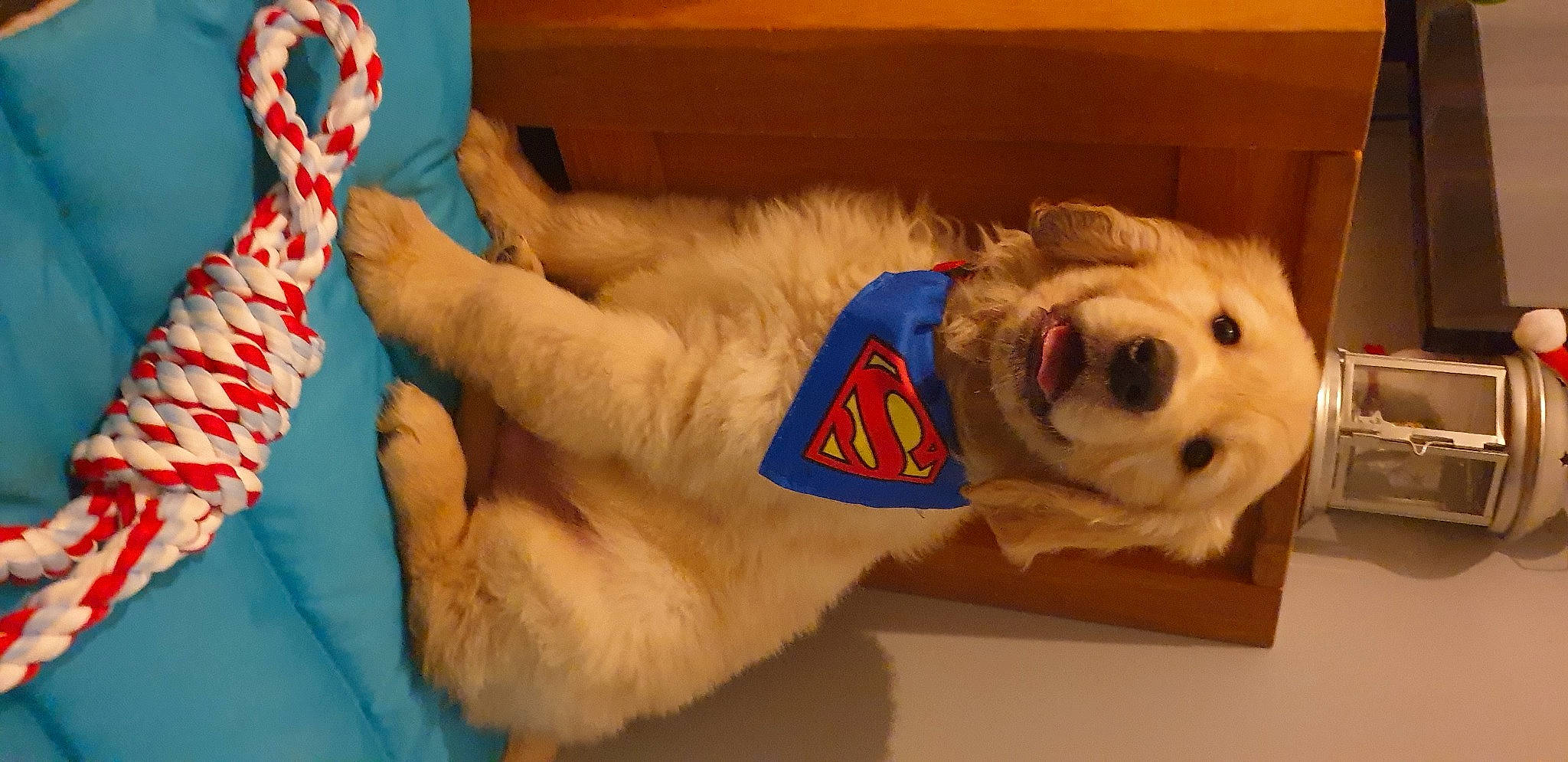 Charly a rejoint le concours — aidez-le/la à gagner de superbes lots ! carnivore, comfort, companion_dog, couch, dog, dog_breed, dog_clothes, dog_supply, fawn, felidae, fur, paw, pet_supply, snout, sporting_group, stuffed_toy, tail, whiskers, white, working_animal