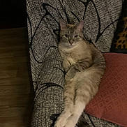 Leo is registered to the contest to win money with this photo: cat, animal, pet, feline, couch, furniture, indoor, relaxed, legs_stretched, patterned_fabric, cushion, brown, beige, wood_floor, cozy, resting, domestic, looking_at_camera, calm, living_room