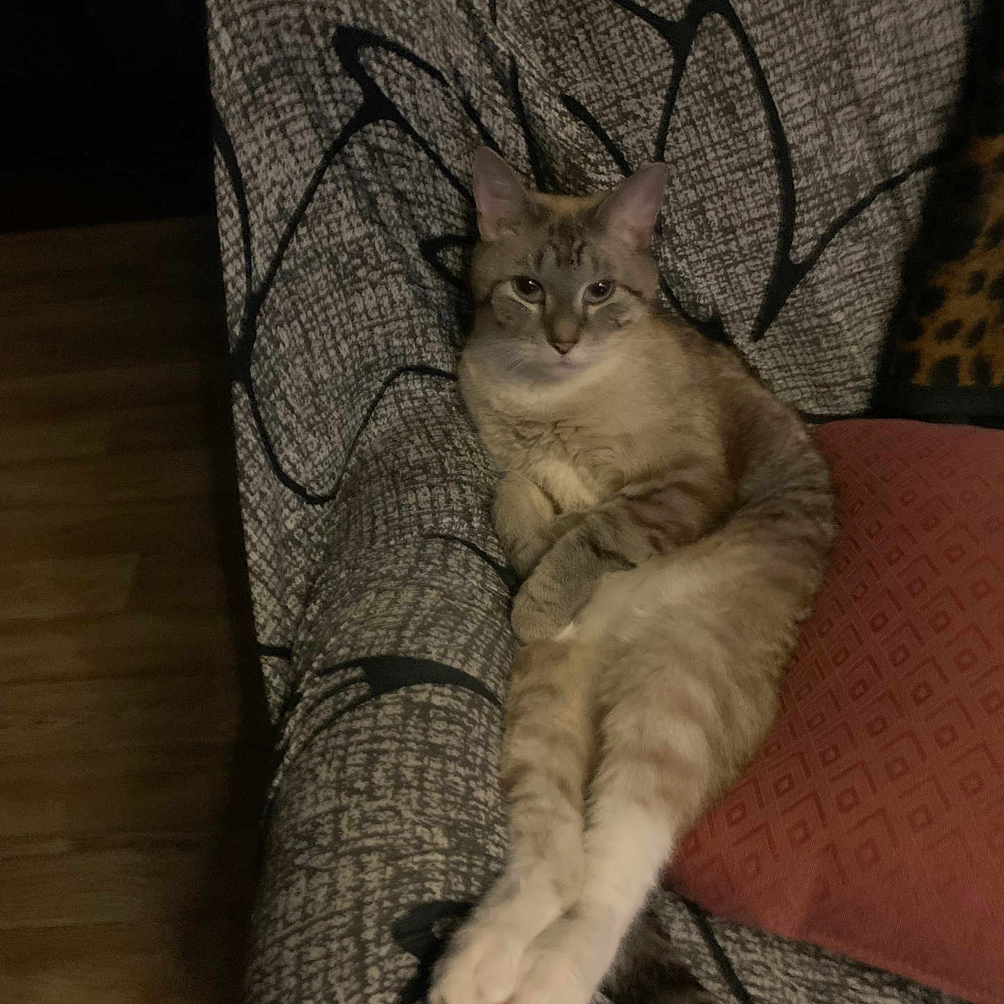 Leo is registered to the contest to win money with this photo: animal, beige, brown, calm, cat, couch, cozy, cushion, domestic, feline, furniture, indoor, legs_stretched, living_room, looking_at_camera, patterned_fabric, pet, relaxed, resting, wood_floor