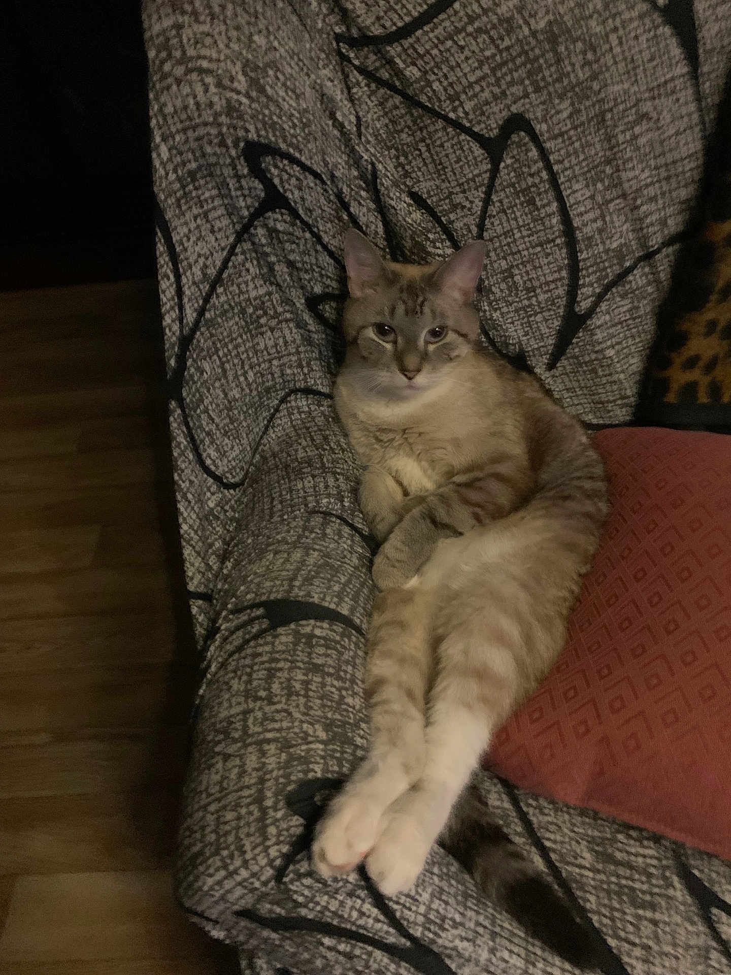 Leo is registered to the contest to win money with this photo: cat, animal, pet, feline, couch, furniture, indoor, relaxed, legs_stretched, patterned_fabric, cushion, brown, beige, wood_floor, cozy, resting, domestic, looking_at_camera, calm, living_room